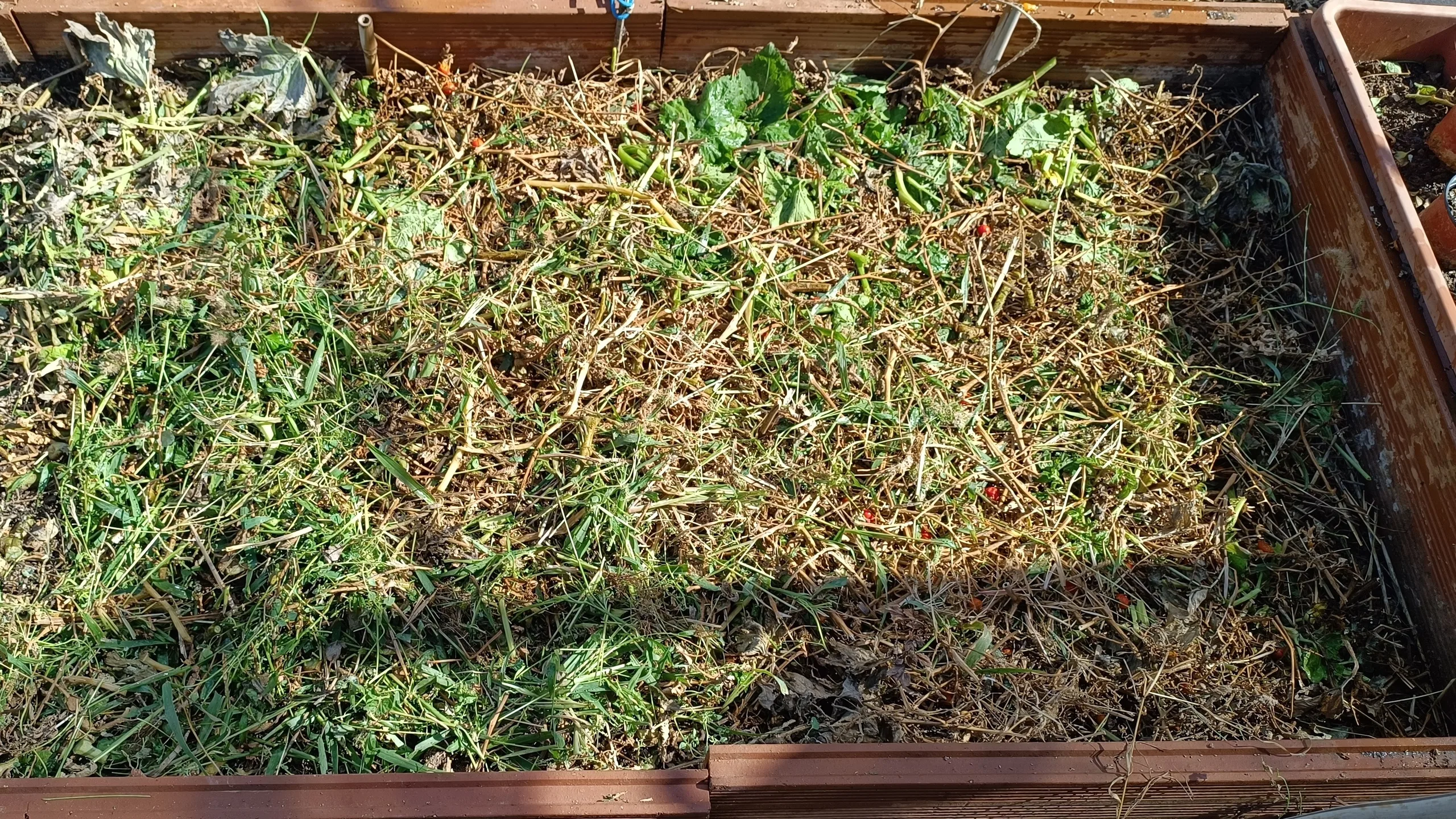 Cobertura de restos de tomate triturados y paja sobre la superficie de un bancal.
