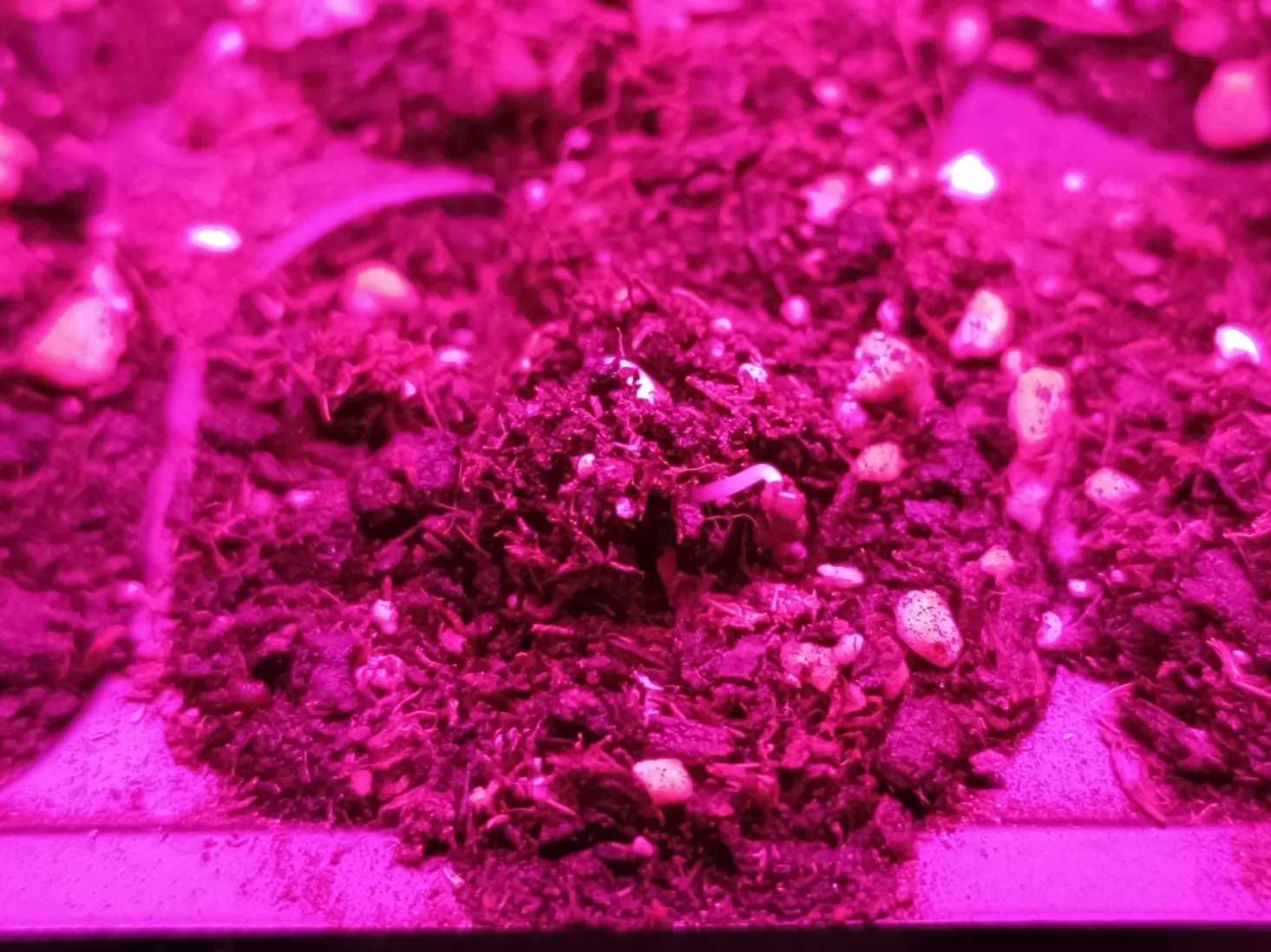 Primeiros rebentos de couves, kale e pak choi