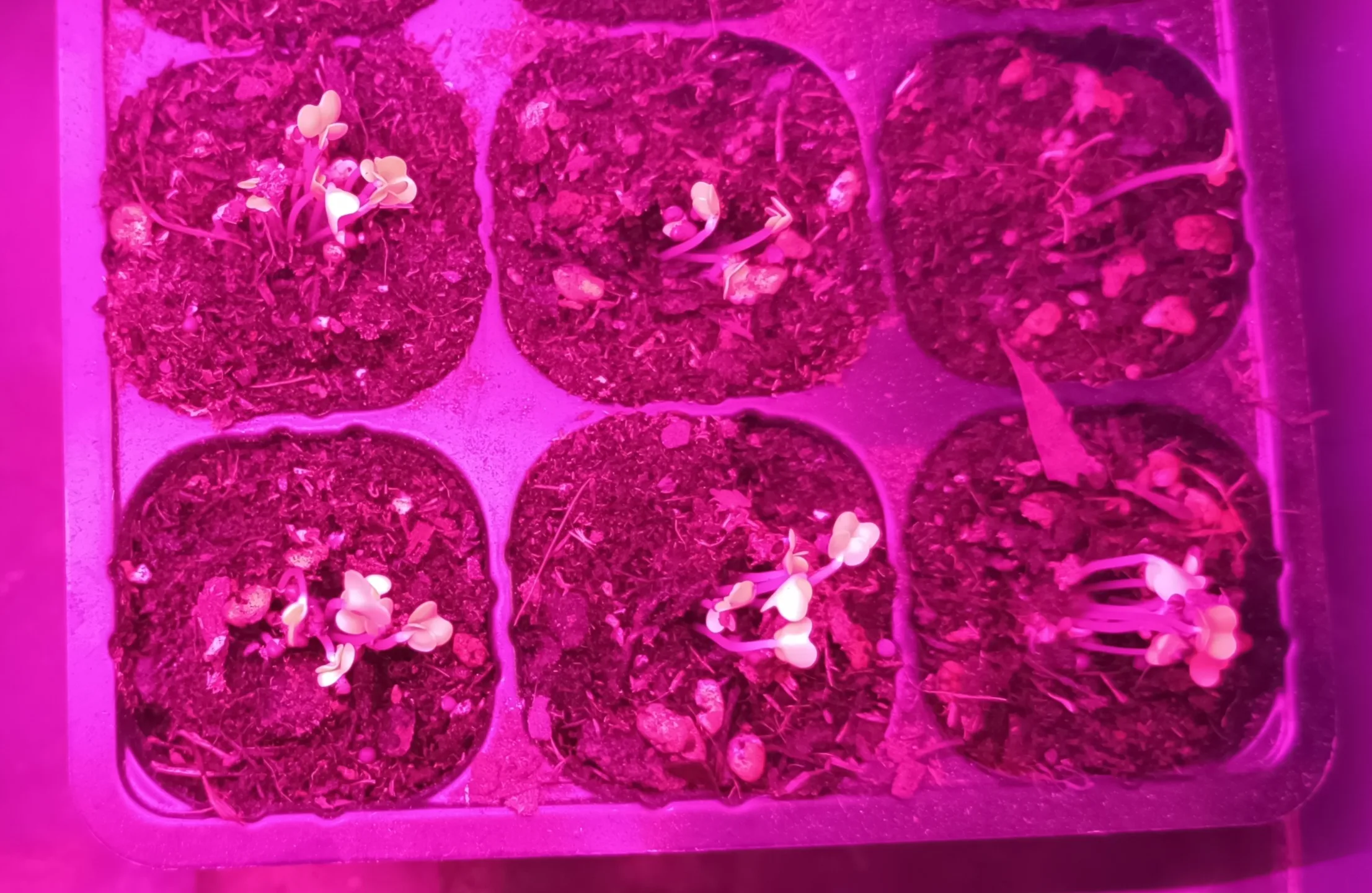 Primeiros rebentos de couves, kale e pak choi
