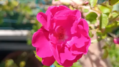 Hundsrose, Wildrose