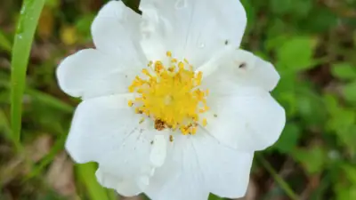 Hundsrose, Wildrose