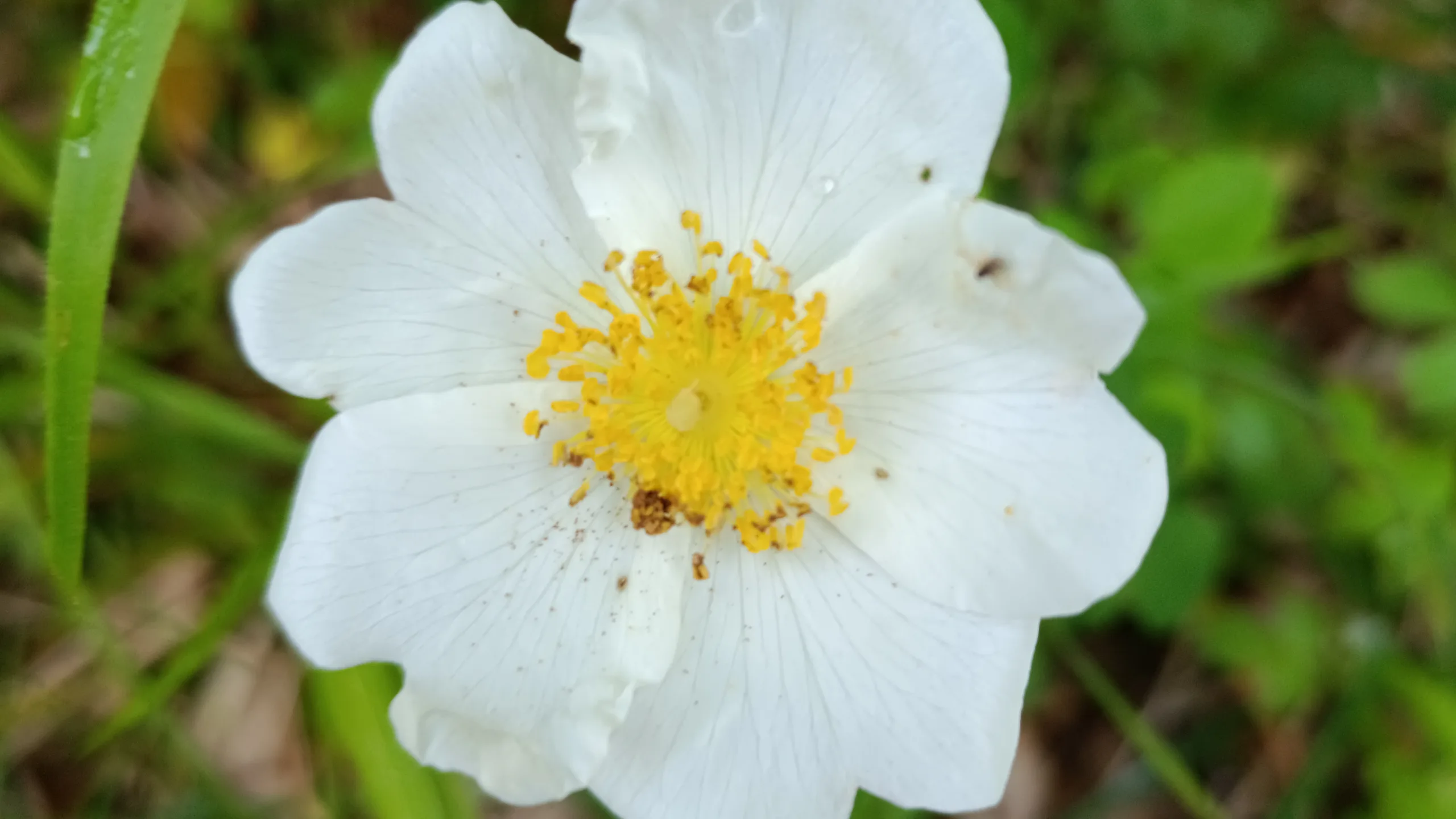 Rosa canina - Guida completa Rosa selvatica