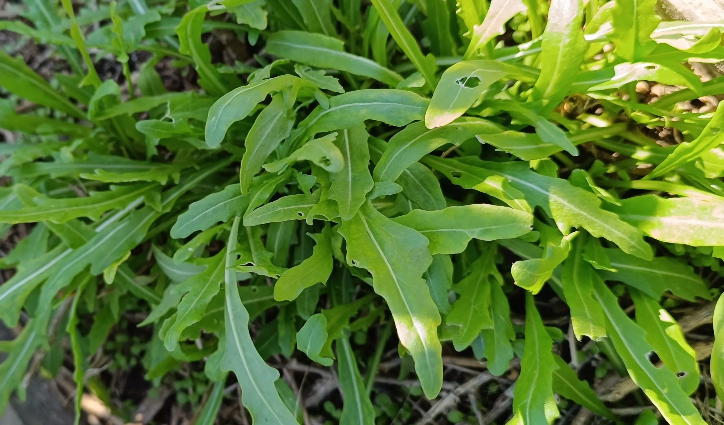 Wilde Rauke - Komplette Anleitung Wilde Rauke