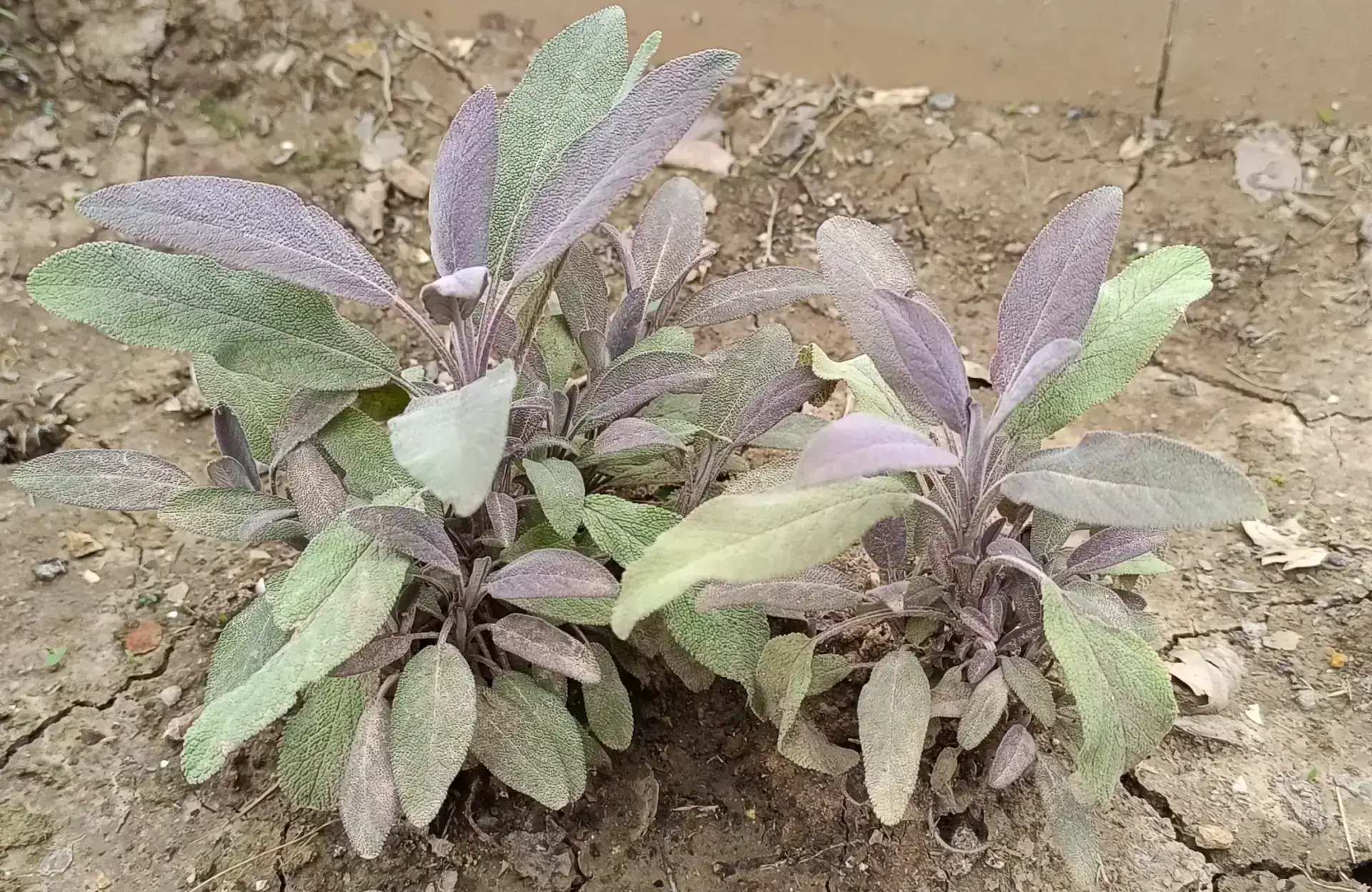 Purple Sage (Salvia officinalis 'Purpurascens') - Complete Guide Purpurascens