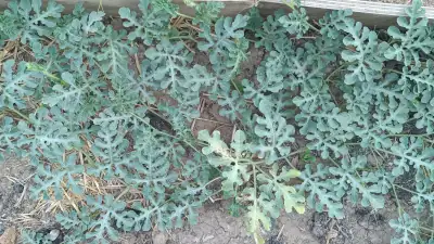 Luftdetail der Trockenfeld-Wassermelonenpflanze aus Botswana