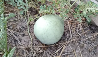 Foto der ungestreiften Wassermelone