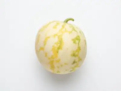 Reifes Exemplar einer gestreiften Wassermelone