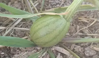 بطيخ قيرغيزستان أثناء النمو بقشرته الخضراء الزاهية المميزة وخطوطه الفاتحة