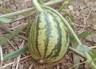 ثمرة بطيخ نامية