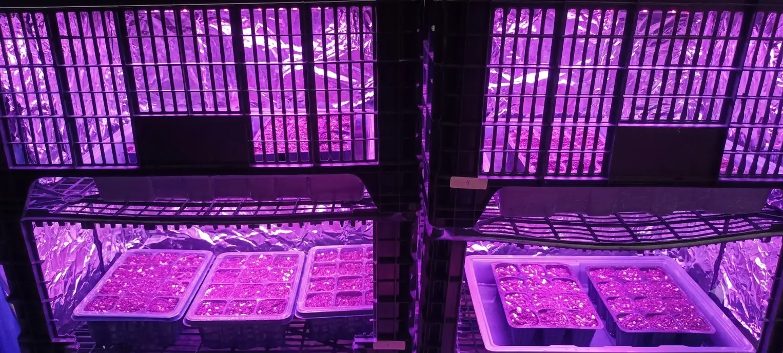 Four boxes with their respective trays, prepared to start cabbage, kale and other autumn crop seedlings.