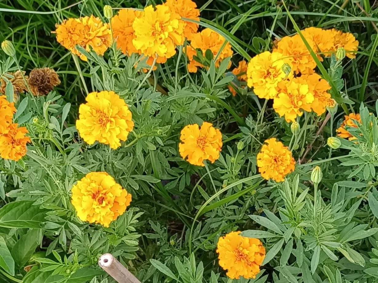 Tagetes patula - Guía Completa Clavel de moro