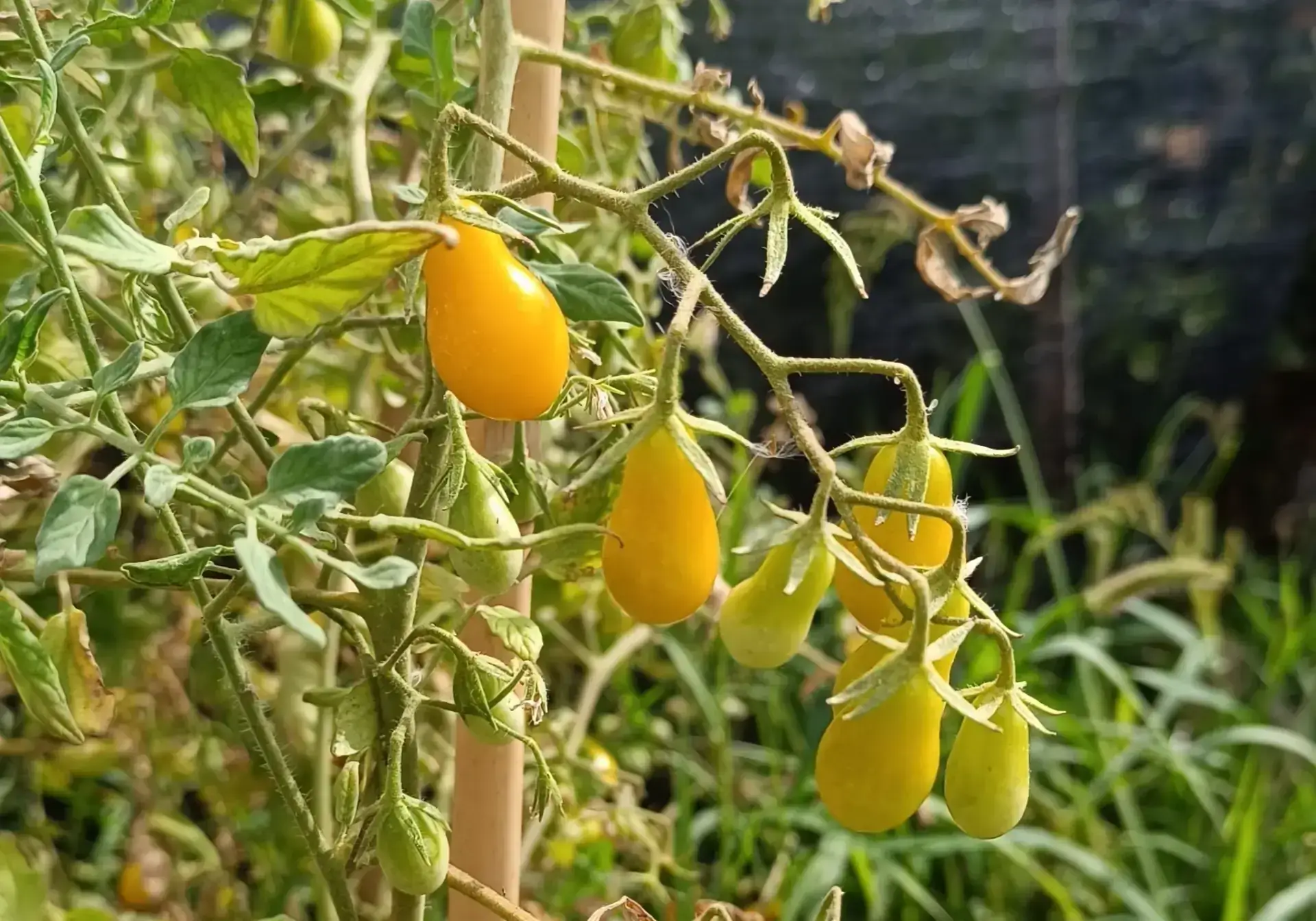 Gelbe Birnen-Kirschtomate - Komplette Anbau- und Pflegeanleitung Cherry pera amarillo