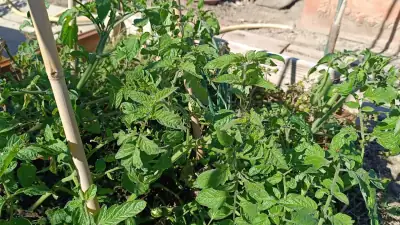 Pomodoro Gregori’s Altai – 2/2