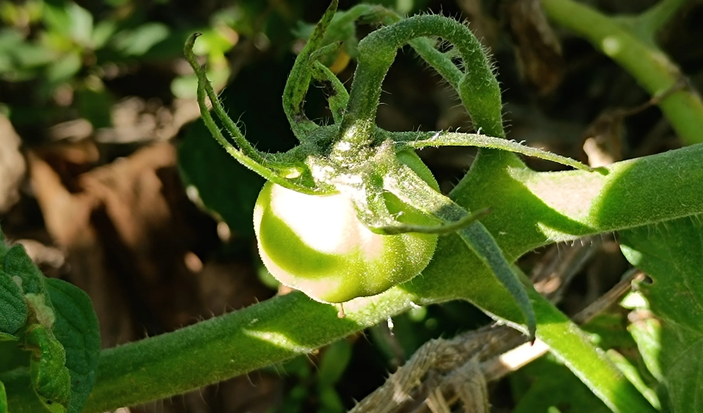 Gregori’s-Altai-Tomate Gregori’s Altai