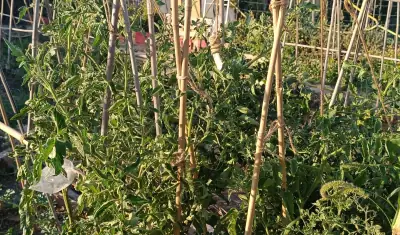 Plantas de tomates Olivia en plena crecimiento vegetativo