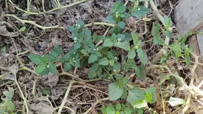 Tomatillo del diablo (Solanum nigrum)