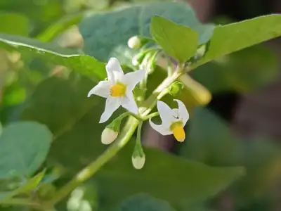 Tomatillo del diablo (Solanum nigrum)
