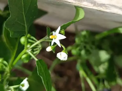 Tomatillo del diablo (Solanum nigrum)