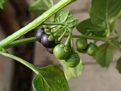 Tomatillo del diablo (Solanum nigrum)