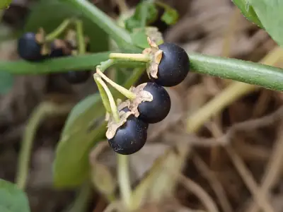 Tomatillo del diablo (Solanum nigrum)