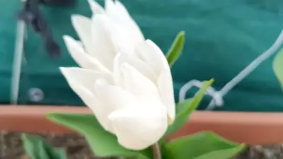 التوليب الهجين داروين