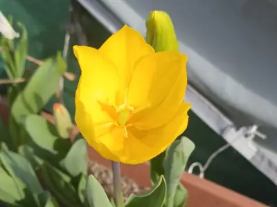 التوليب الهجين داروين