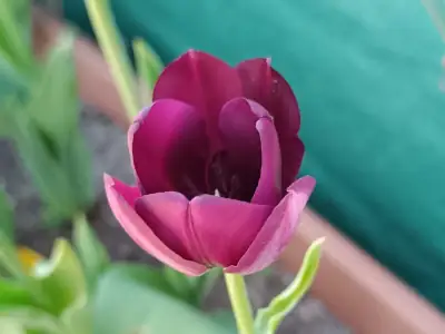 Tulipano ibrido Darwin