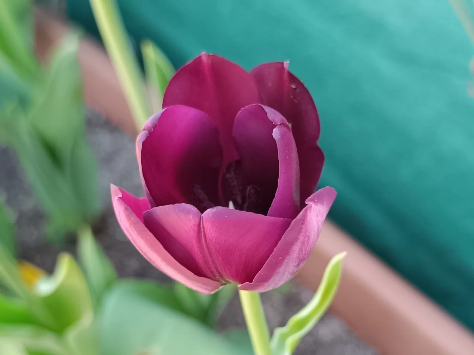 Darwin-Hybrid-Tulpe - Komplette Anleitung Darwin-Hybridgruppe