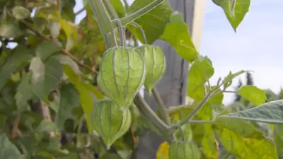 Golden berry or Cape gooseberry (Physalis peruviana) showing the characteristic golden fruits wrapped in their papery calyx