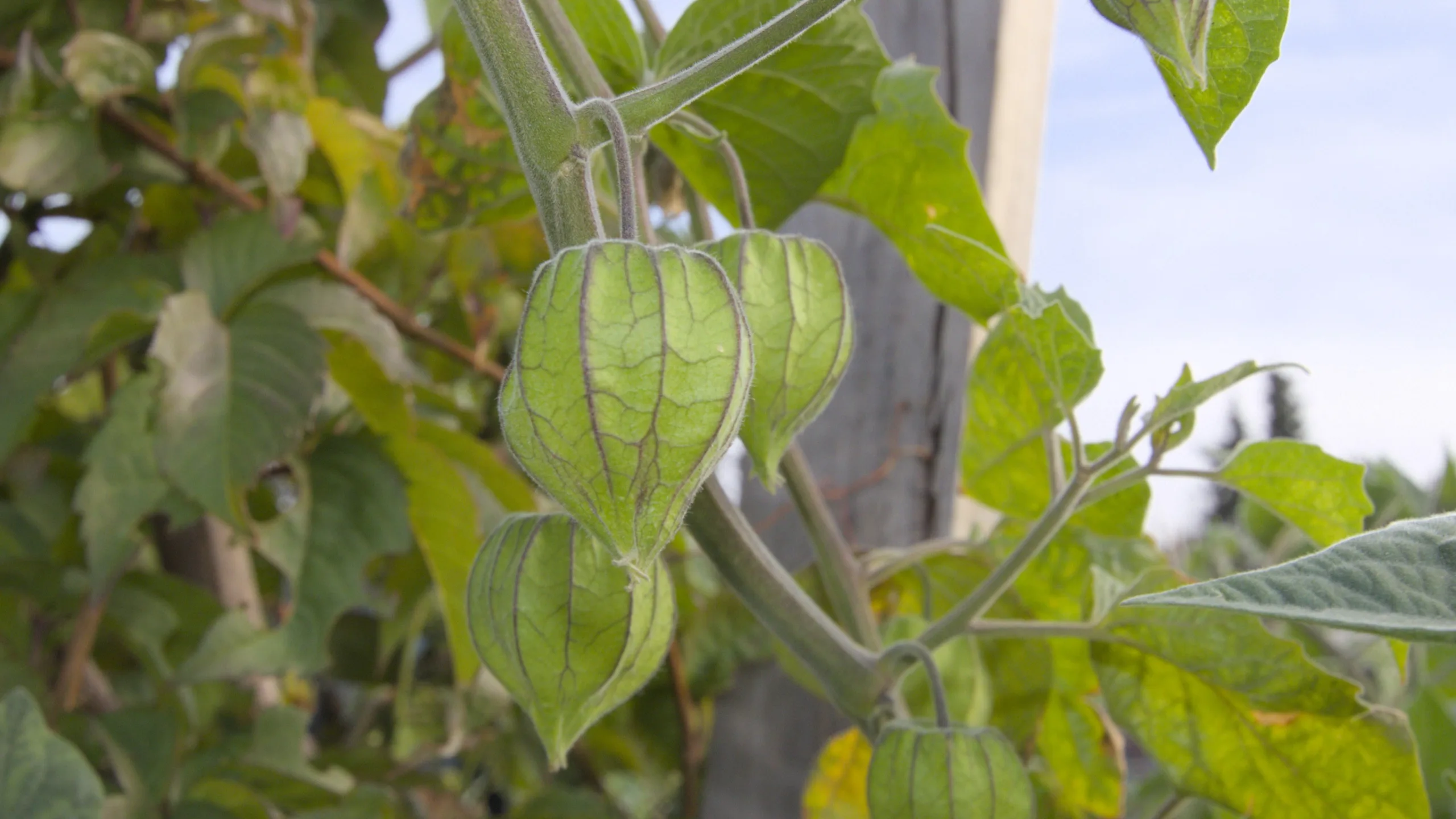 Golden Berry (Cape Gooseberry) - Complete Growing and Care Guide Common