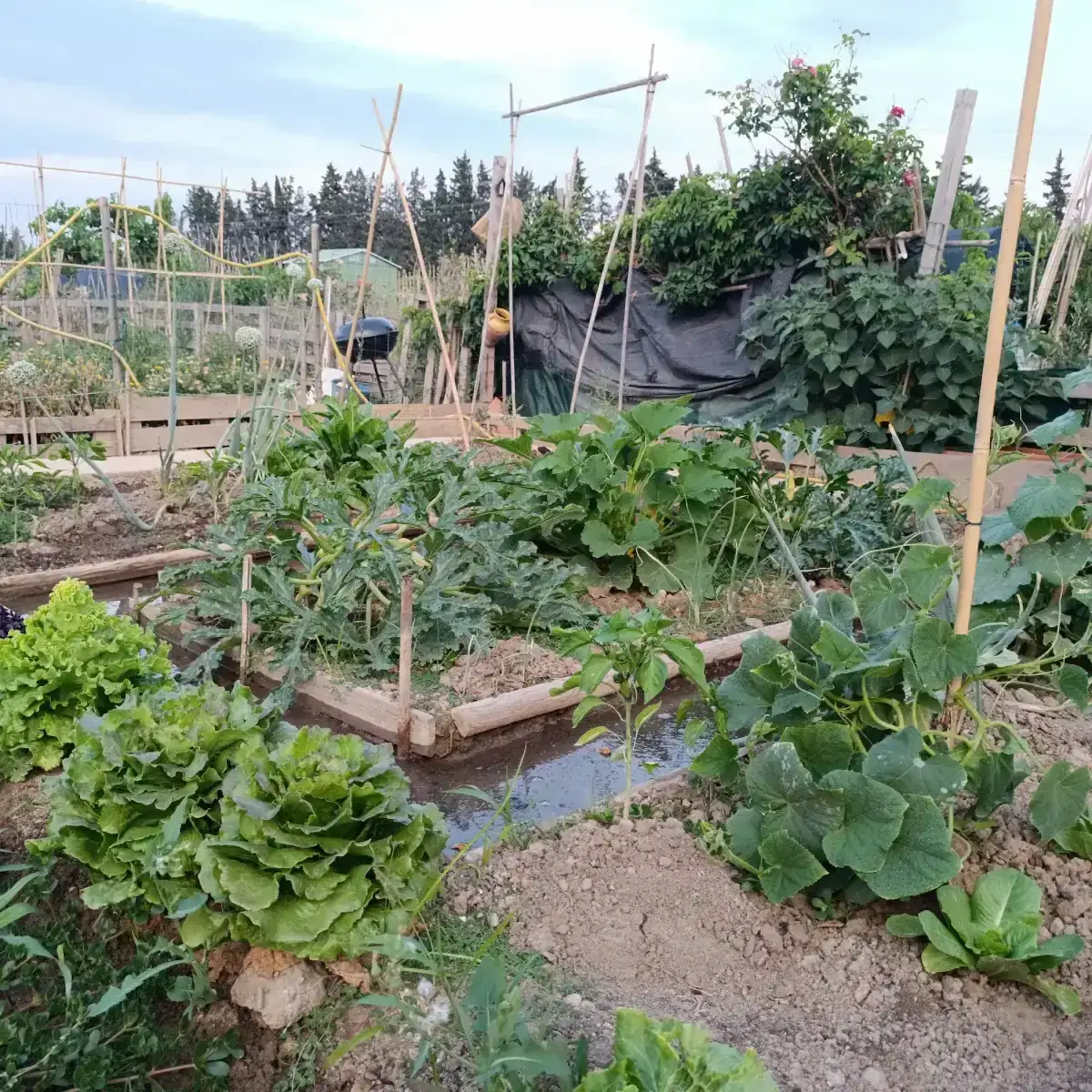 Organic garden in Zaragoza with summer polyculture, urban permaculture in the Ebro Valley